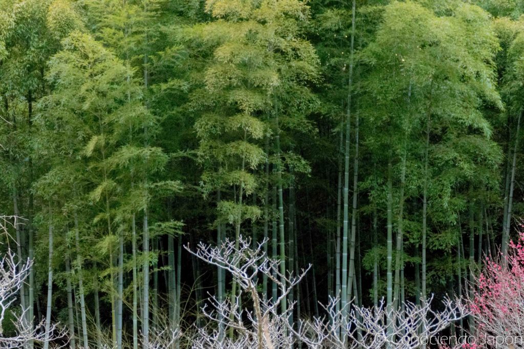 Bosque de bamboo